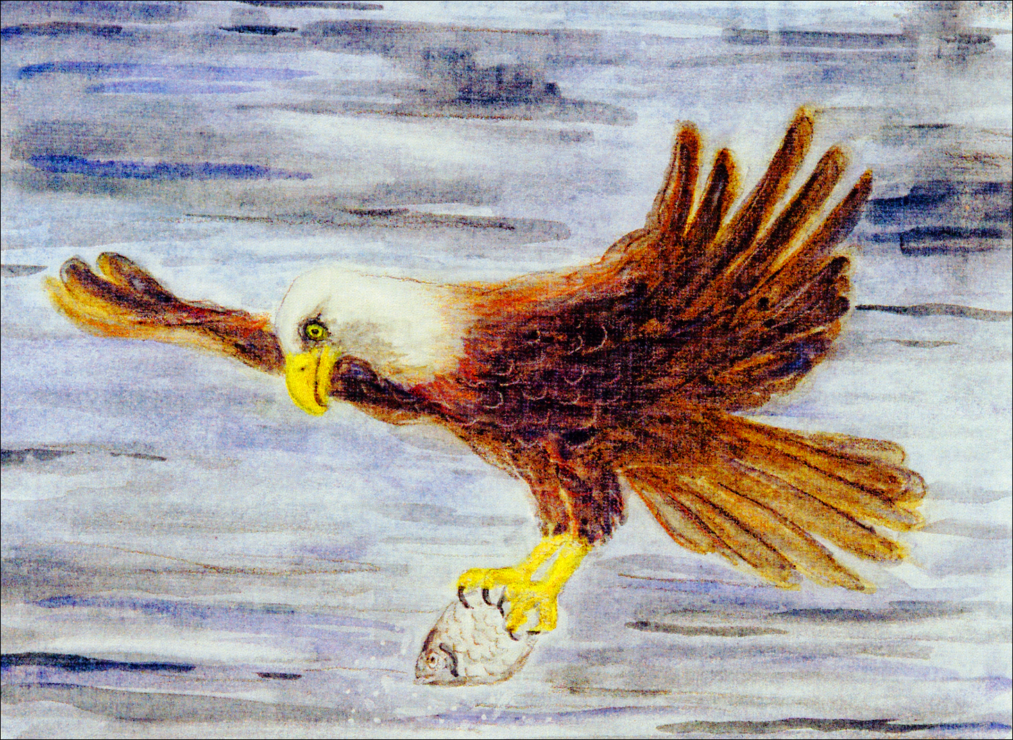 Bald Eagle