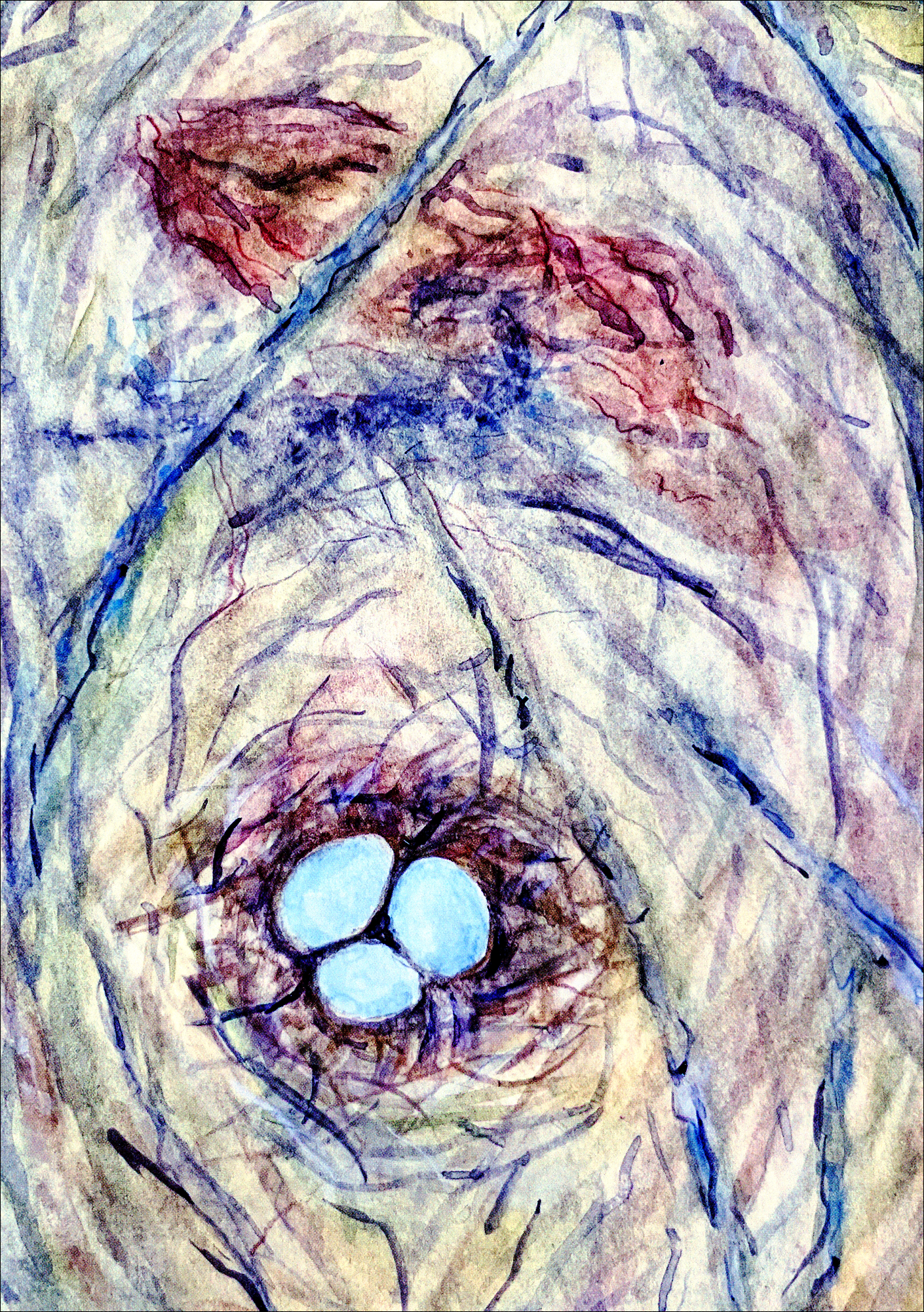 Hermit Thursh Nest