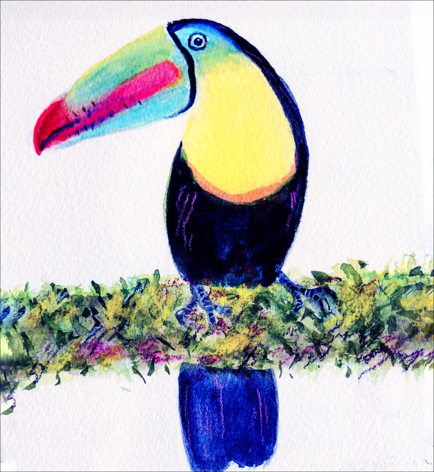 Keel-Billed Toucan