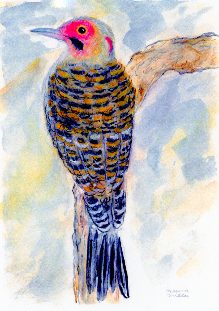 Northern Flicker