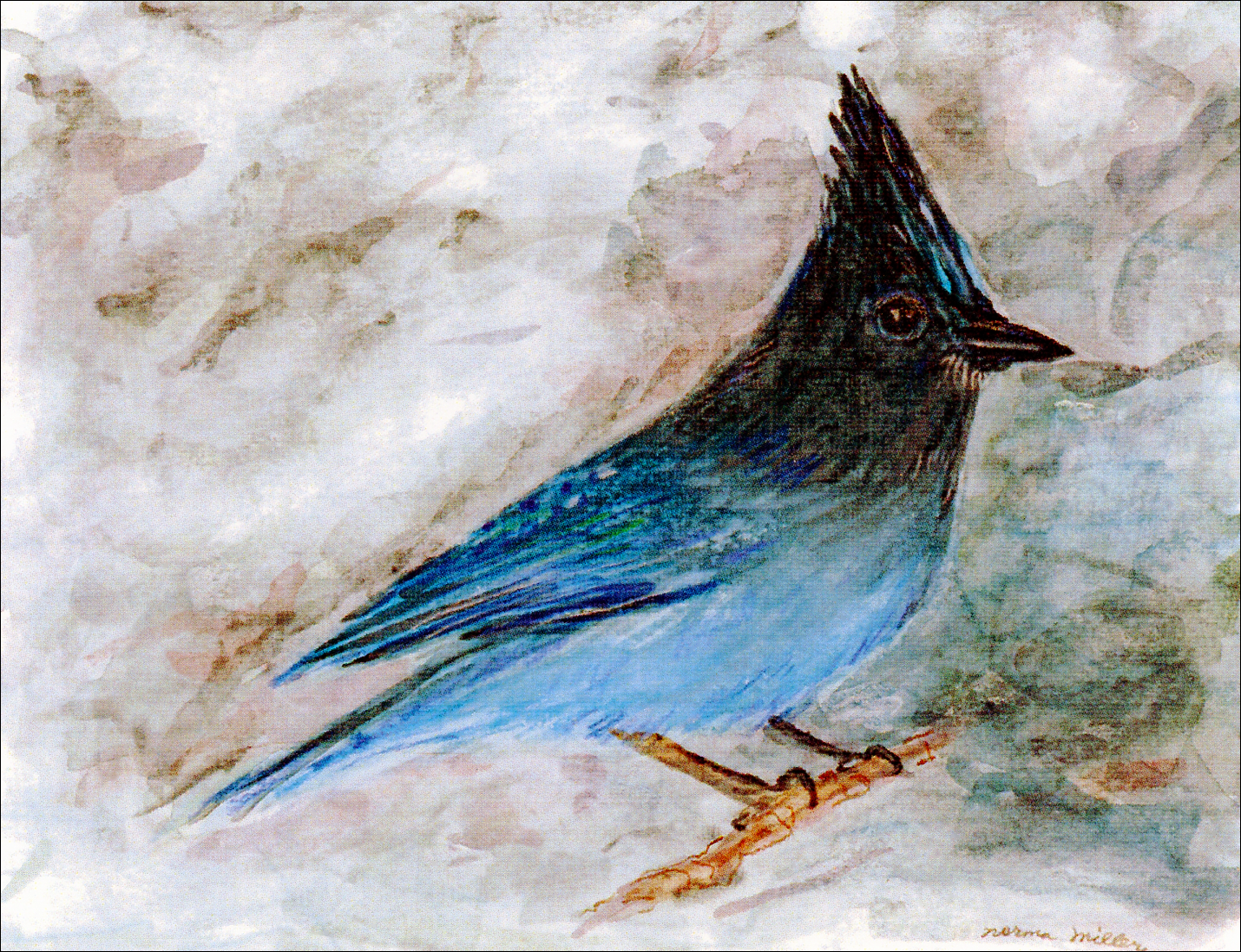 Steller Jay