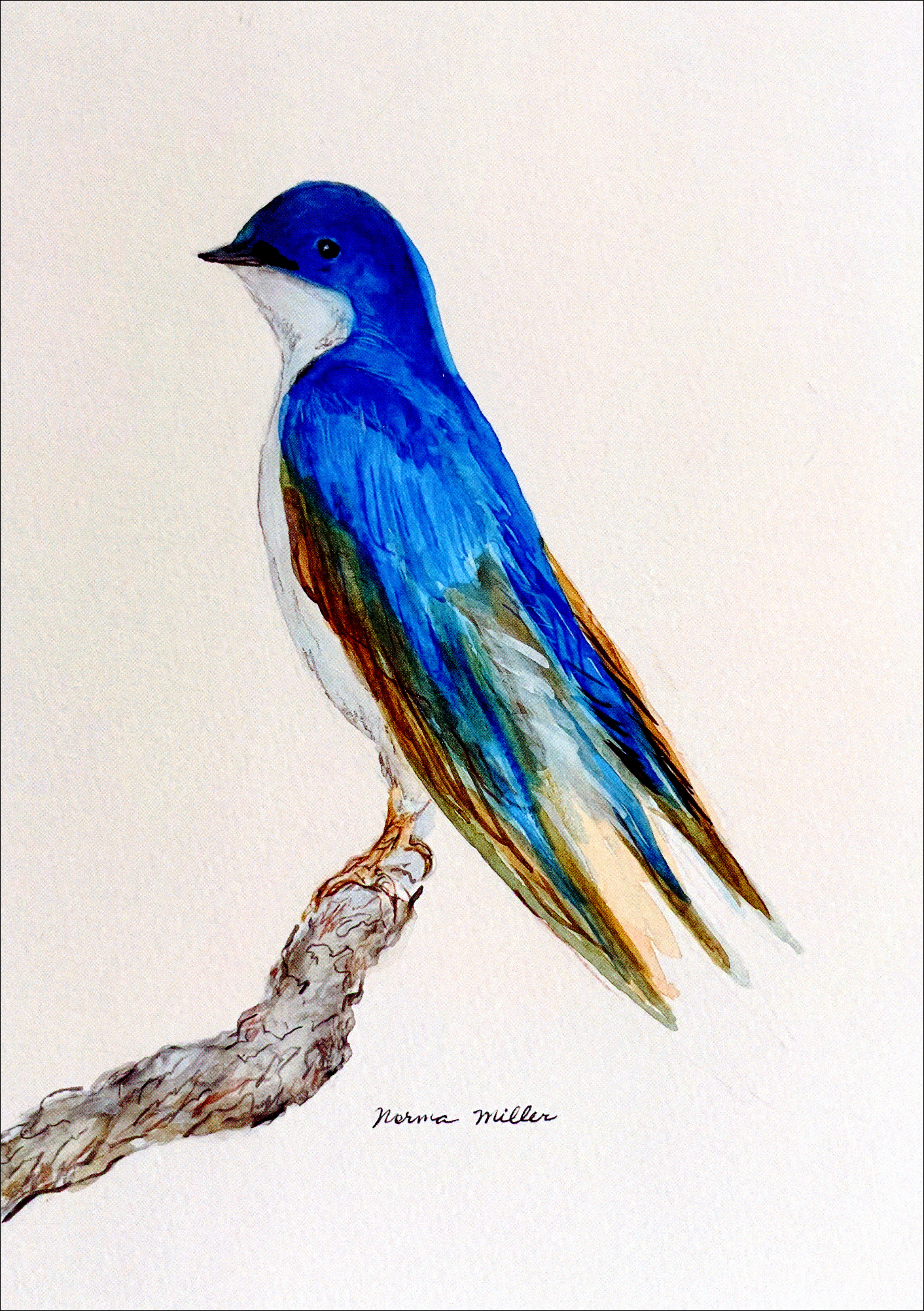 Tree Swallow